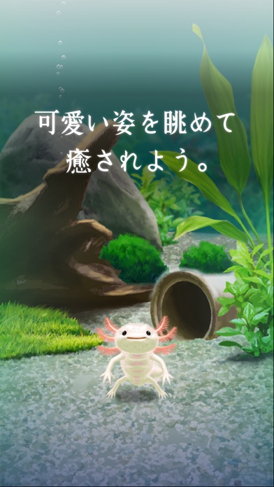 癒しのウーパールーパー育成ゲームのスクリーンショット3 癒しのウーパールーパー育成ゲームのスクリーンショット3