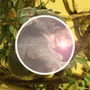 koalaCameraPlus - コアラと一緒にツーショット写真
