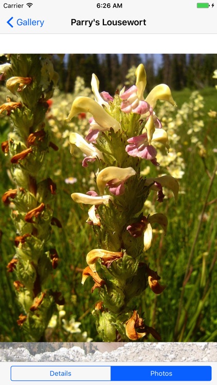 Cedar Breaks Monument-Flowers screenshot-3