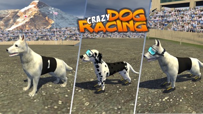 CRAZY DOG RACING : CHASE RACING BUNNY WITH PET DOG 1.5.7 IOS ĐUA XE CRAZY DOG RACING : CHASE RACING BUNNY WITH PET DOG 1.5.7 IOS