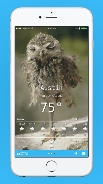 Owl Weather