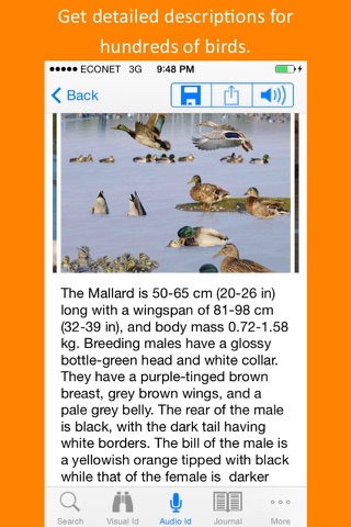 Twigle Birds Field Guide screenshot 3