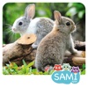 Sami Tiny FlashCards Animals 6 languages kids apps