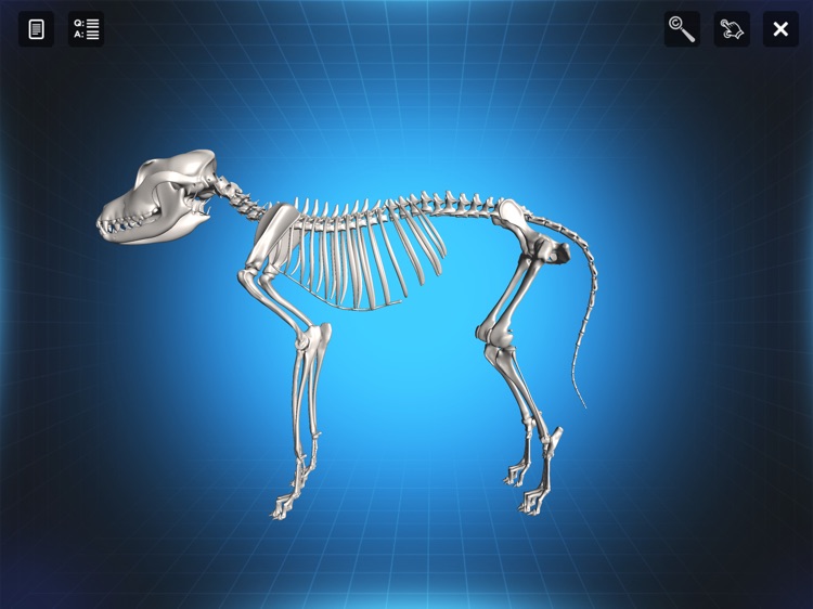 Bone Viewer - Dog Skeleton