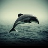 Maui Dolphin