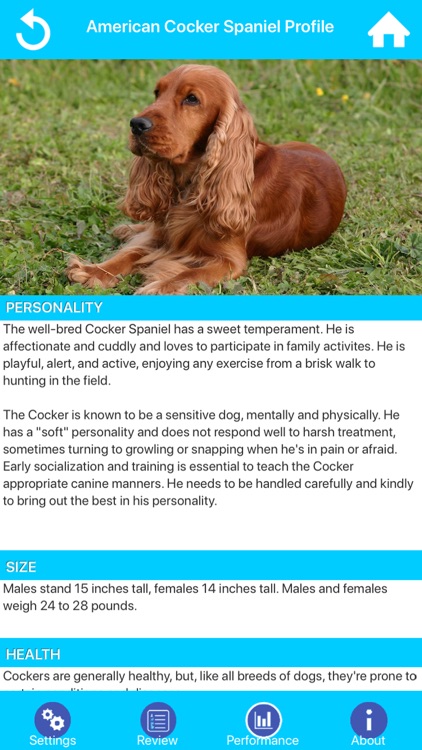 Dog Breeds Guide & Quiz