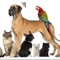 Find your new best friend at Pets4Sale, Australia's dedicated Pet Classified app 