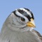 iBird Yard Plus Guide to Birds has 270 species of North America