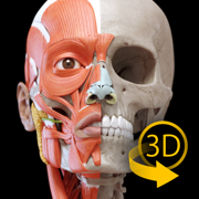 Muscle | Skeleton - 3D Anatomy