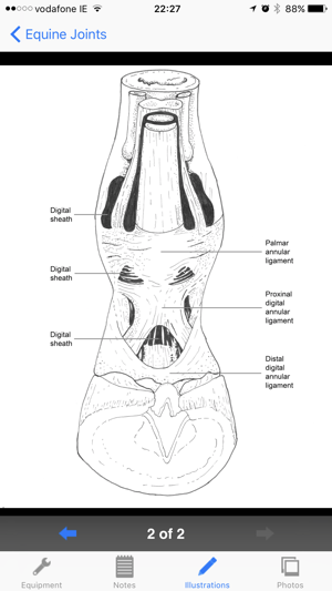 Equine Joint Injections