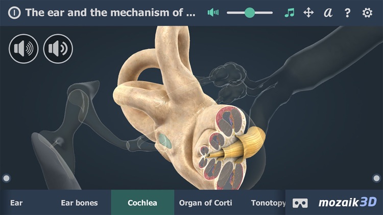 The mechanism of hearing 3D