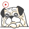 Funny Dog Animated Stickers
