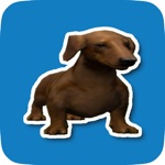 My Pet Dachshund