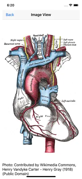 Game screenshot Vascular Board Review hack