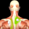 Phan Luat - Muscle Trigger Points: Guide & Reference アートワーク