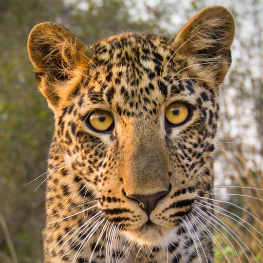 Did you know: African Wildlife iOS App