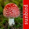 A stunning guide to fungi of North America