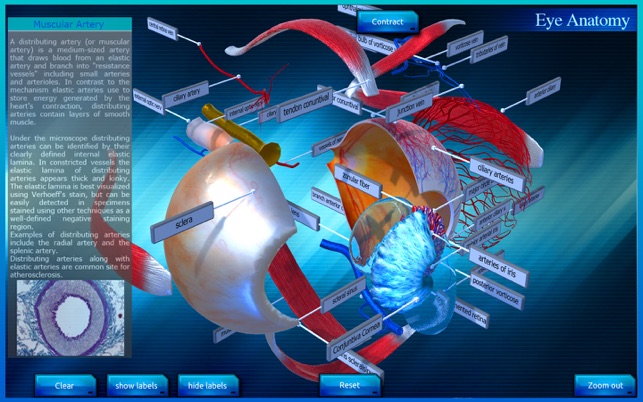 Eye Anatomy 3D(圖5)-速報App