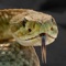 You don’t want to hear a rattlesnake in the wild, but with this app you can experience this venomous snake’s sounds without the danger