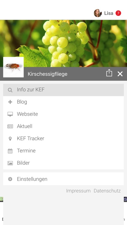 Kirschessigfliege