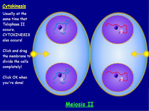 Snurfle Meiosis screenshot 4