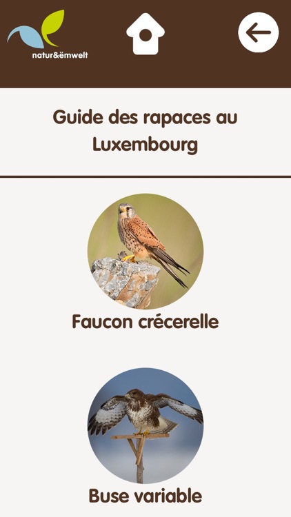 Rapaces au Luxembourg