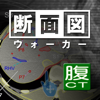 断面図ウォーカー腹部CT-Ryo Matsuda