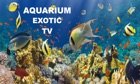 Aquarium Exotic TV