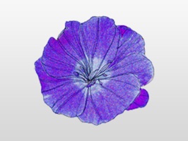 Purple Flower Sticker Pack