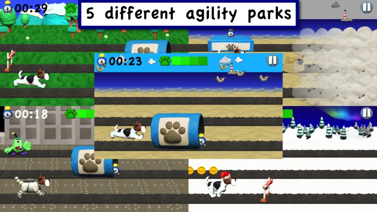 Agility Dogs