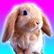 Talking Bunny Rabbit for iPhone