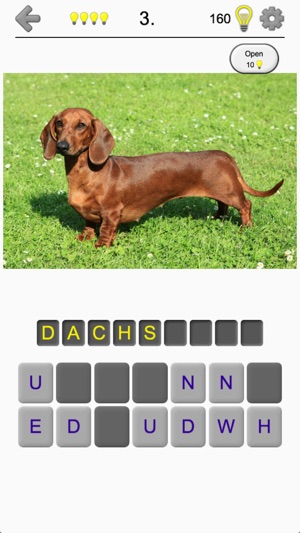 Dogs Quiz: Photos of Cute Pets(圖6)-速報App