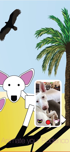 Podenco(圖2)-速報App