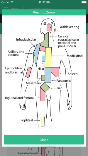 Lymphatic System Reference(圖5)-速報App