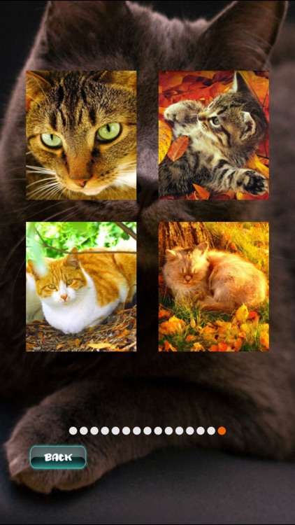Cat Puzzles screenshot-3