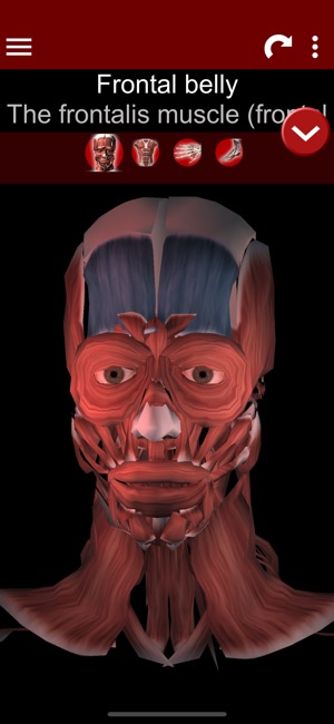 Muscular System 3D (anatomy)