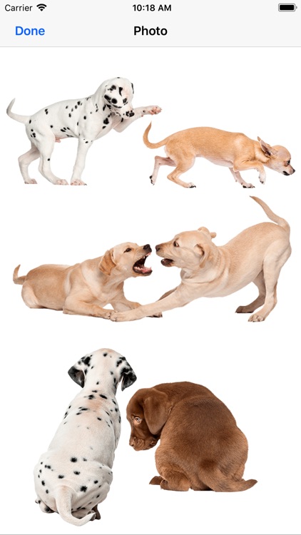 Chihuahua & Dalmatians & more