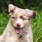 Your dog will love this sound app