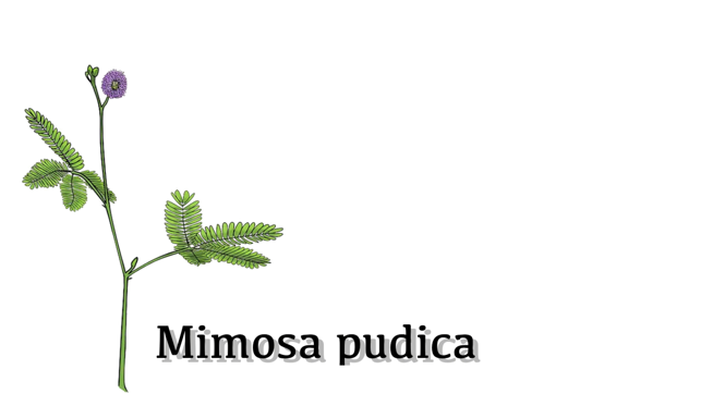 Mimosa pudica(圖1)-速報App