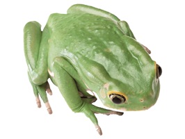 Animals Stickers contains a lot of beautiful real animals stickers created especially for iMessage