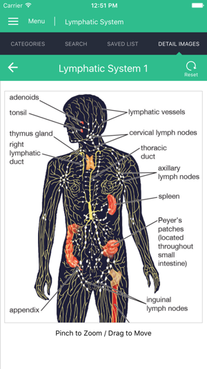 Lymphatic System Reference(圖2)-速報App