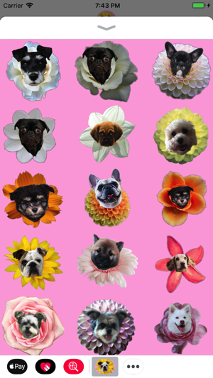 Puppy Bouquet(圖4)-速報App