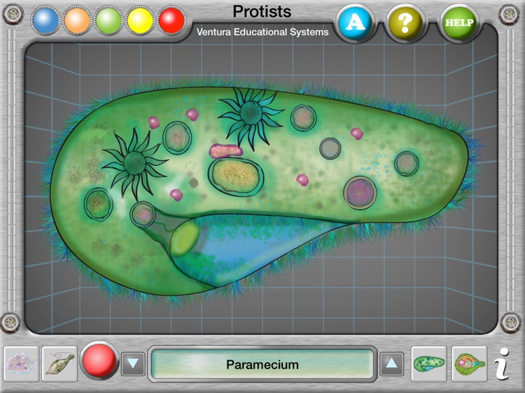 Interactive Protist Explorer screenshot-3