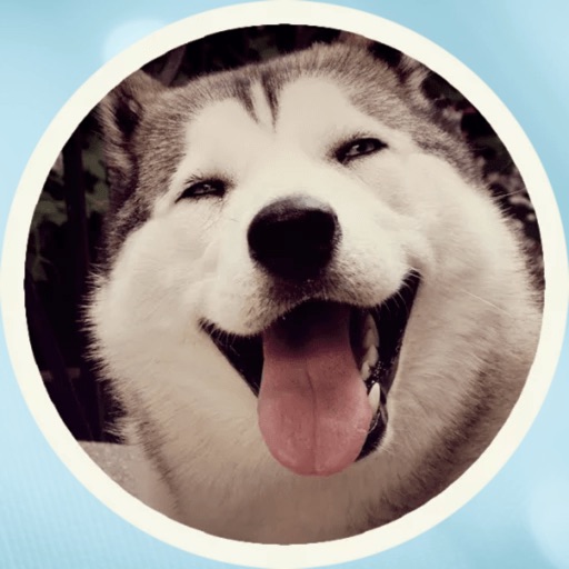 Husky Faces Stickers Icon