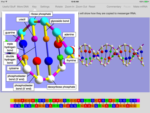 OnScreen Gene Transcription screenshot 2