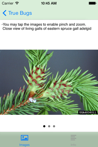 Forest Insect Pests - náhled
