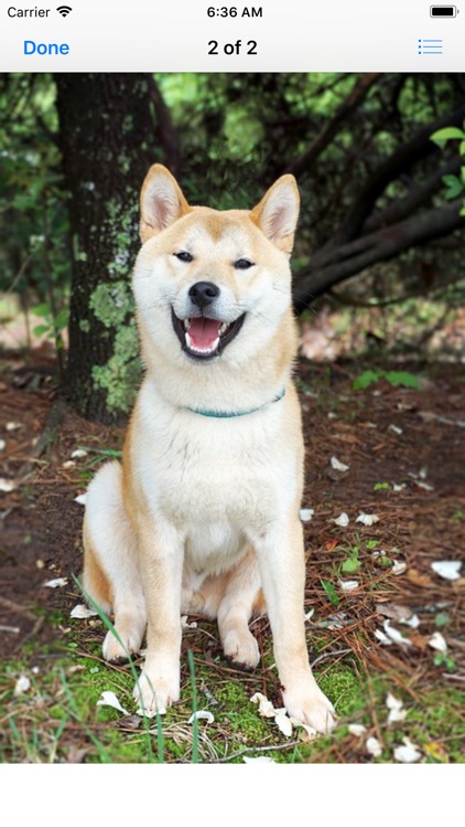 Shiba Inu Sticker Pack screenshot-3