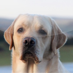 Lovely Secrets Labradors