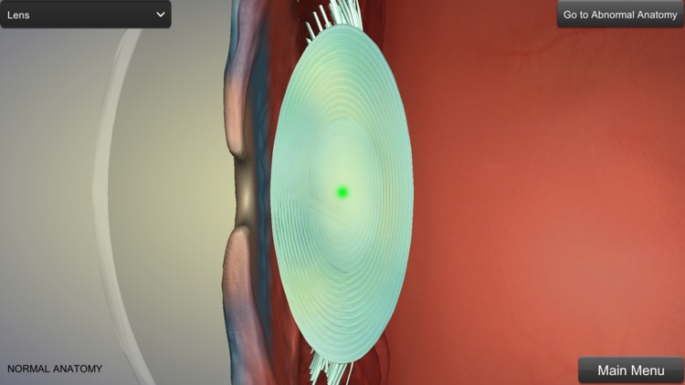 Eye Anatomy
