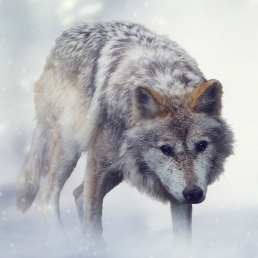 Wolf Sounds Icon